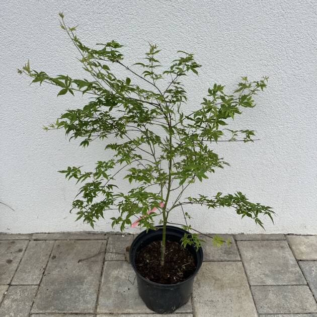 Acer palmatum ‘Asagi nishiki’