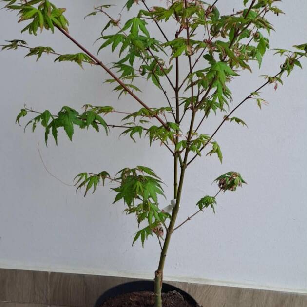 Acer palmatum ‘Rokugatsu-en-nishiki’