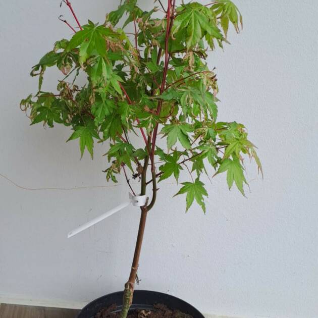 Acer palmatum ‘Kotobuki’