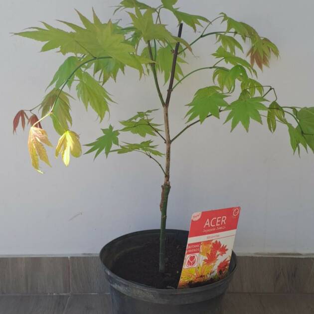 Acer shirasawanum ‘Moonrise’