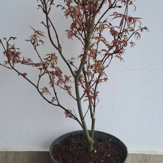 Acer palmatum 'Skeeter's Broom'