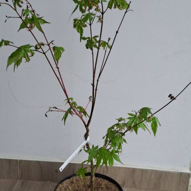 Acer palmatum ‘Taiyoh-nishiki’