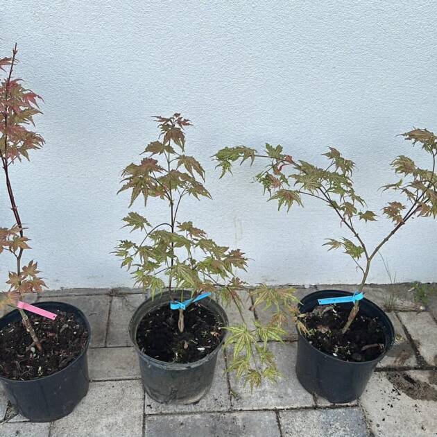 Acer palmatum 'Peaches and Cream'