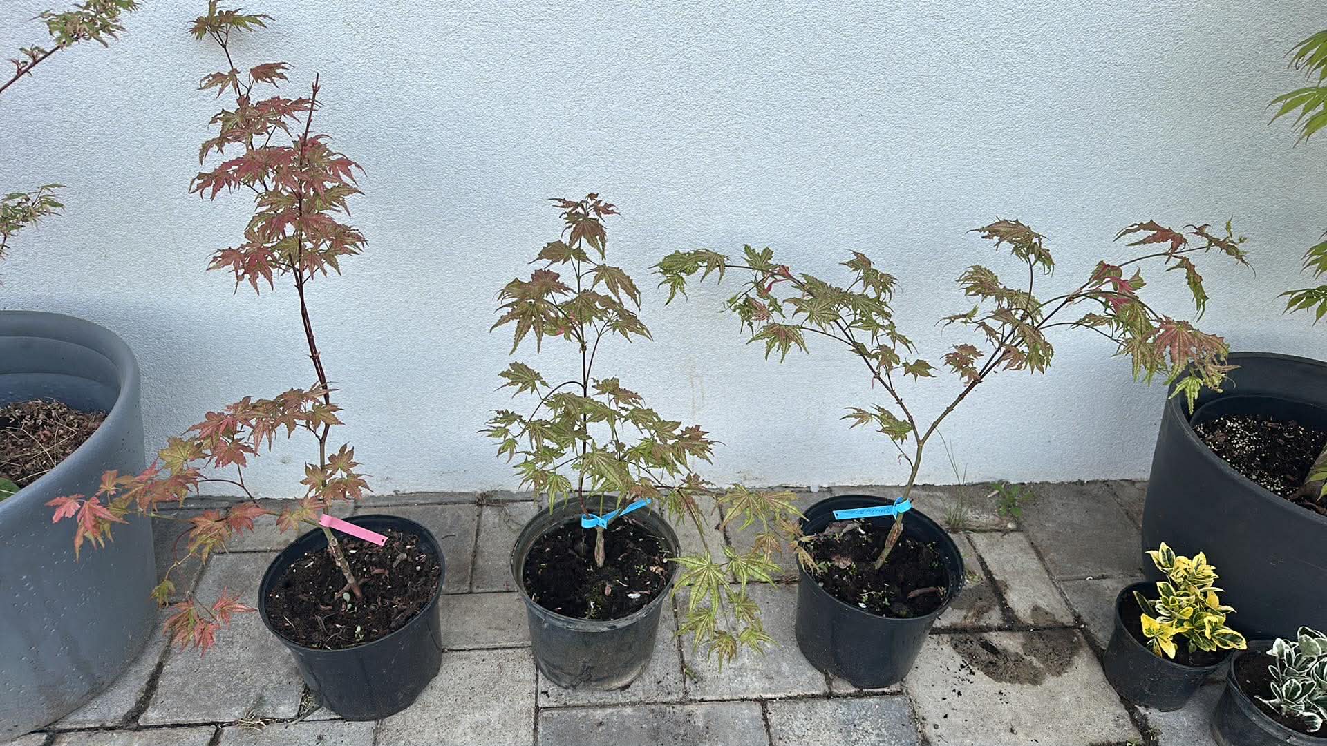 Acer palmatum 'Peaches and Cream'