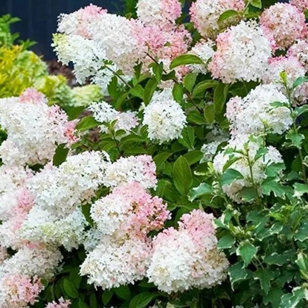 Bugás hortenzia - Hydrangea paniculata 'Phantom'