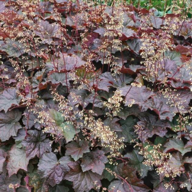 Tűzeső - Heuchera micrantha 'Palace Purple'