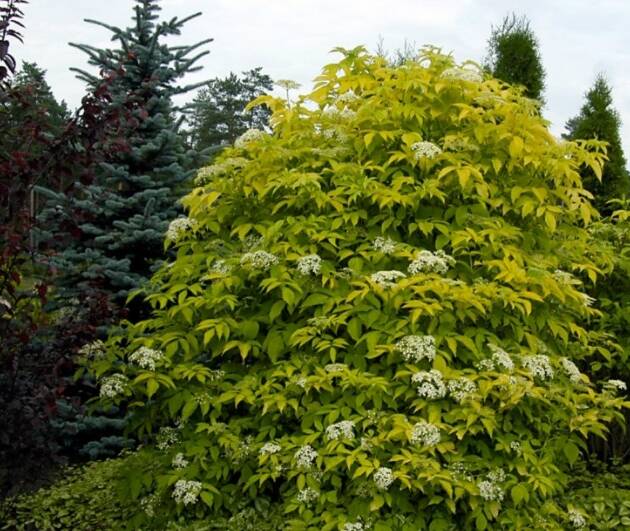 Aranylevelű bodza - Sambucus nigra 'Aurea'