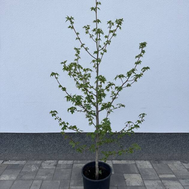 Amerikai Ámbrafa – Liquidambar styraciflua