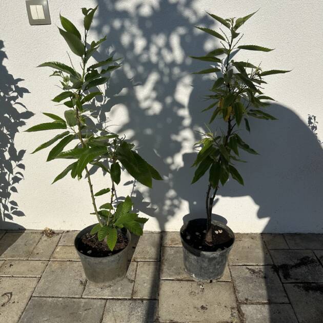 Szelídgesztenye - Castanea sativa 'Bouchle de Betizac'