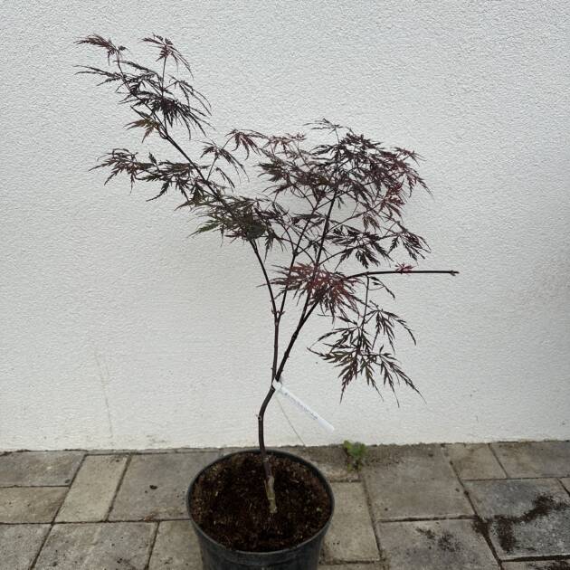 Acer palmatum ‘Bronzewing’