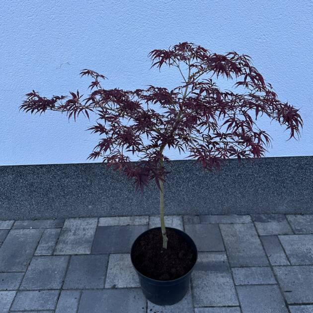 Acer palmatum 'Nimura Princess'