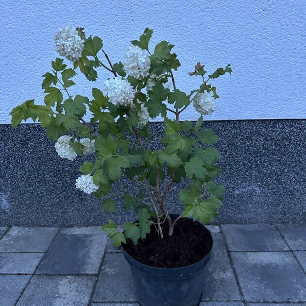 Labdarózsa - Viburnum opulus 'Roseum'