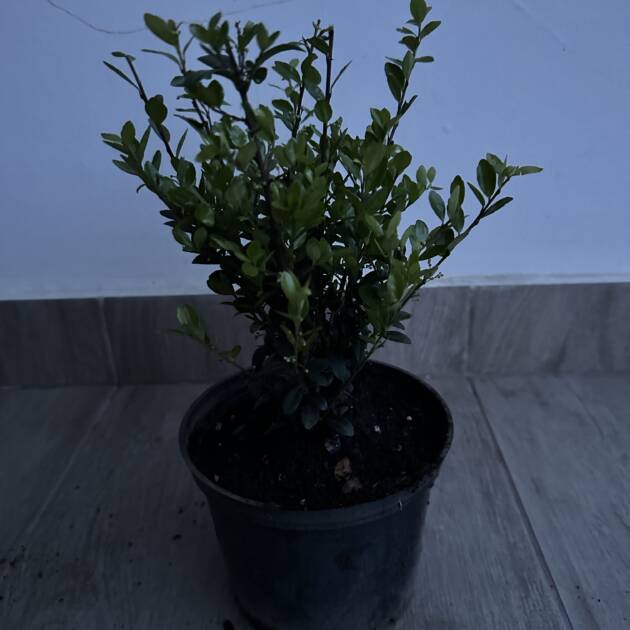 Csipkéslevelű magyal - Ilex crenata 'Jenny'