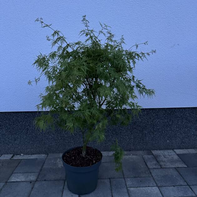 Acer palmatum 'Seiryu'