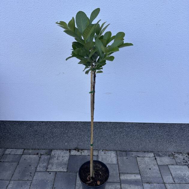 Törzses babérmeggy - Prunus laurocerasus