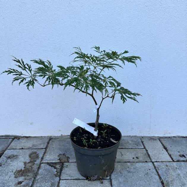 Acer japonicum 'Green Cascade'