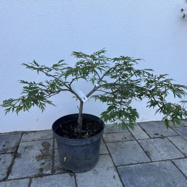 Acer japonicum 'Green Cascade'