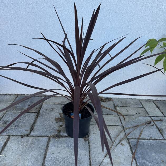 Bordó levelű Déli bunkóliliom - Cordyline australis 'Red Star'