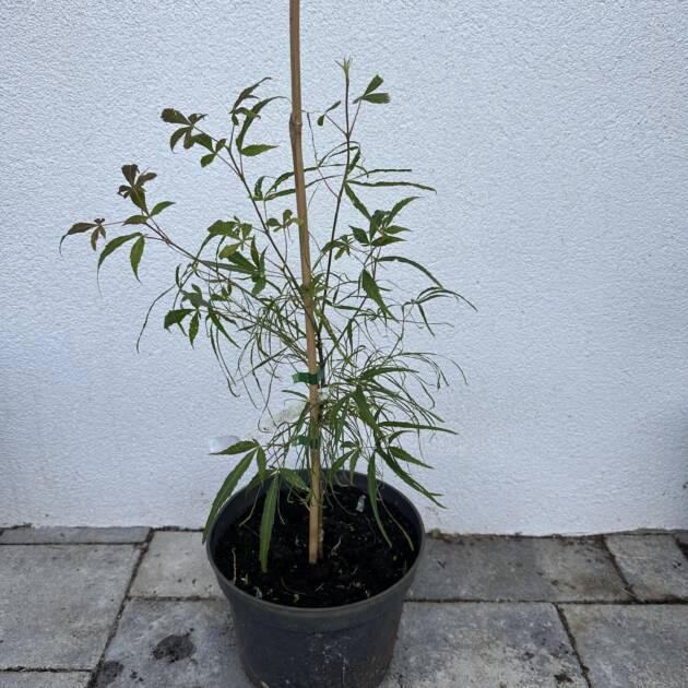 Acer palmatum 'Ao shime no uchi'