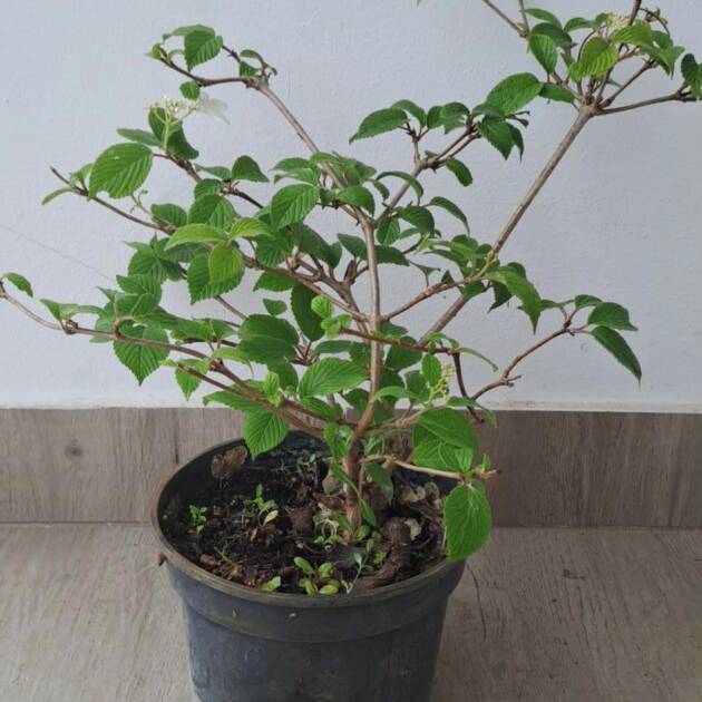 Redős levelű bangita - Viburnum plicatum 'Summer Snowflake'