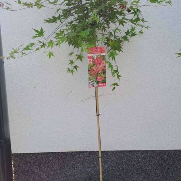Acer palmatum ‘Beni-maiko’ (törzses)