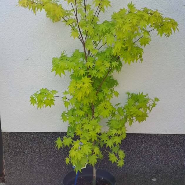 Acer palmatum ‘Summer Gold’