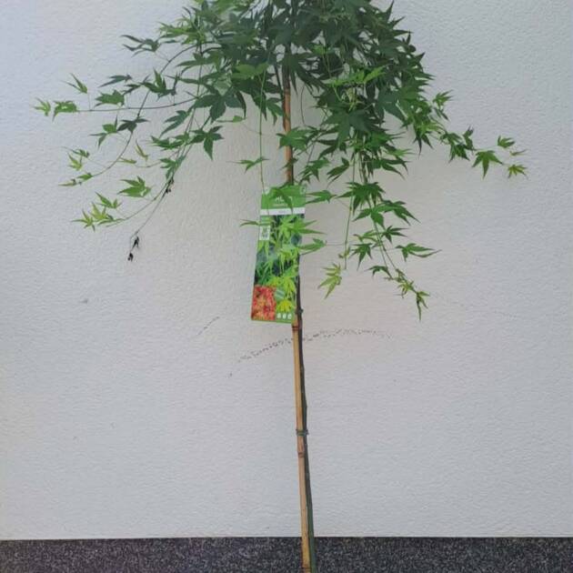 Acer palmatum ‘Ryusen’ (törzses)