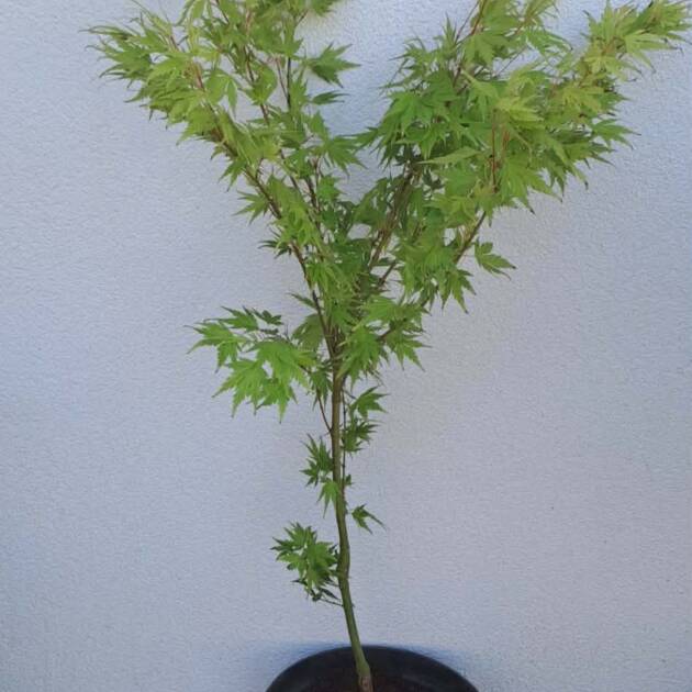 Acer palmatum 'Miyabe nishiki'