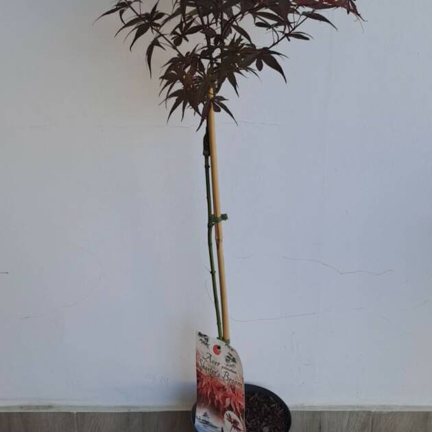 Acer palmatum ‘Skeeter’s Broom’ (törzses)