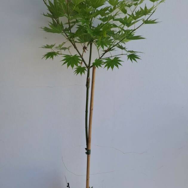 Acer shirasawanum ‘Jordan’ (törzses)