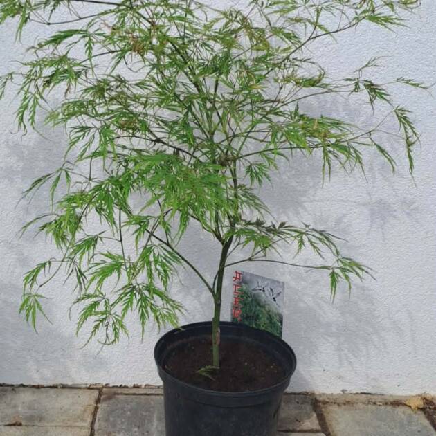 Acer palmatum 'Dissectum'