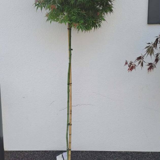 Acer palmatum ‘Jerre Schwartz’ (törzses)