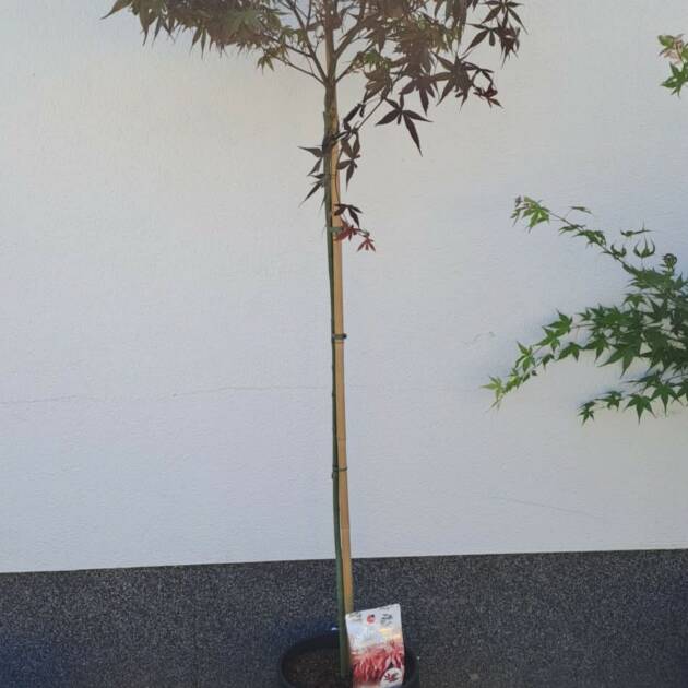 Acer palmatum 'Skeeter's Broom' (törzses)