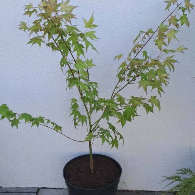 Acer palmatum 'Momoiro-koyasan'