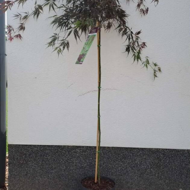 Acer palmatum ‘Inaba Shidare’ (törzses)