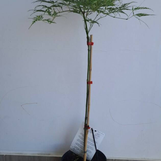Acer palmatum ‘Dissectum’ (törzses)