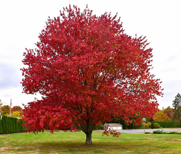 Vörös juhar - Acer rubrum