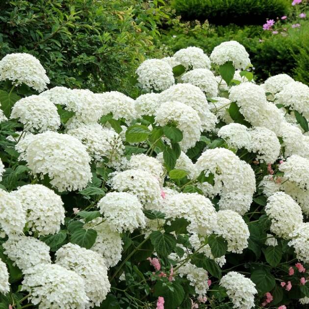 Cserjés hortenzia - Hydrangea arborescens 'Strong Annabelle'