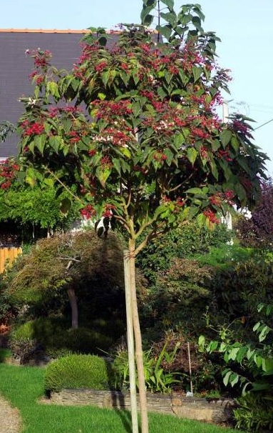Kései végzetfa – Clerodendrum trichotomum