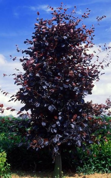 Vérbükk - Fagus sylvatica 'Purpurea'