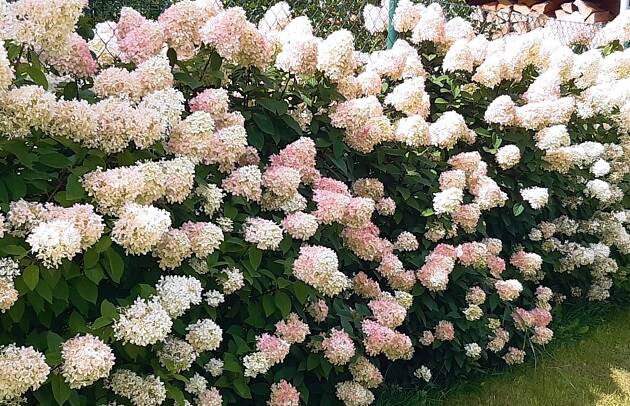 Bugás hortenzia - Hydrangea paniculata ‘Limelight’