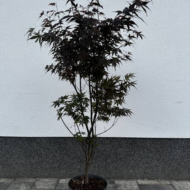 Acer palmatum ‘Twombley’s Red Sentinel’