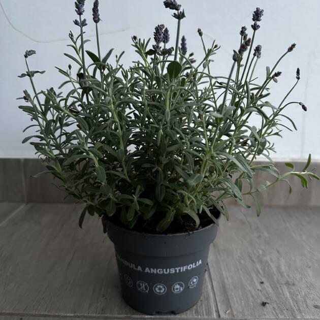 Angol levendula - Lavandula angustifolia 'Ardeche Blue'