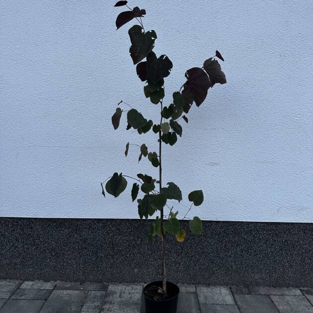 Júdásfa - Cercis canadensis 'Merlot'