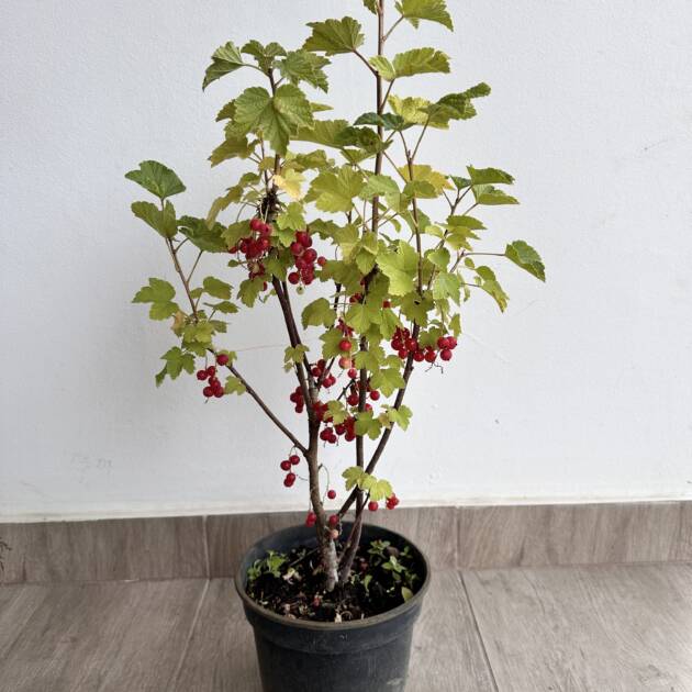 Piros ribizli - Ribes rubrum 'Jonkheer van Tets'