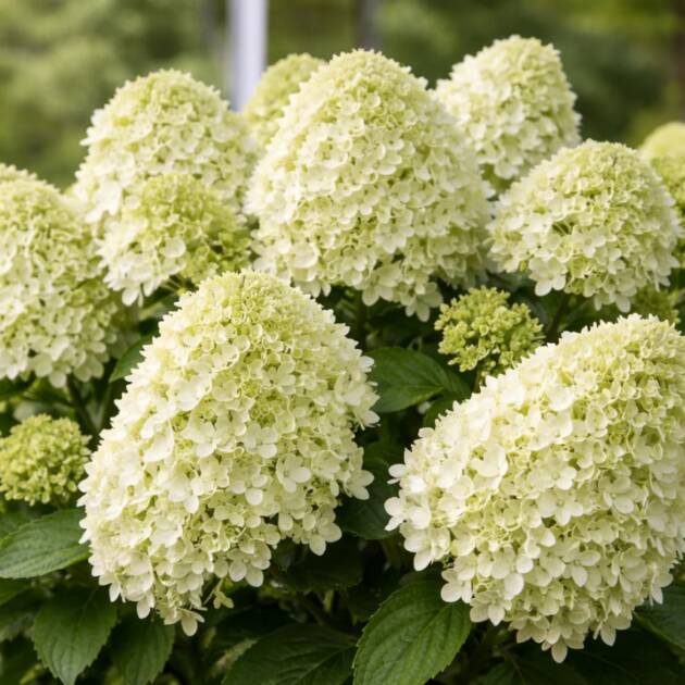 Bugás hortenzia - Hydrangea paniculata 'Little Spookey'