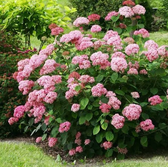 Cserjés hortenzia - Hydrangea arborescens 'Pink Annabelle'