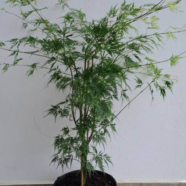 Acer palmatum 'Emerald Lace'