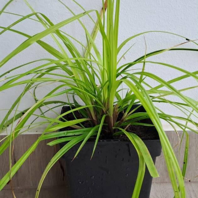 Sás - Carex oshimensis 'Evercolor Everillo'