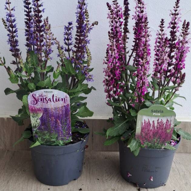 Ligeti zsálya - Salvia nemorosa